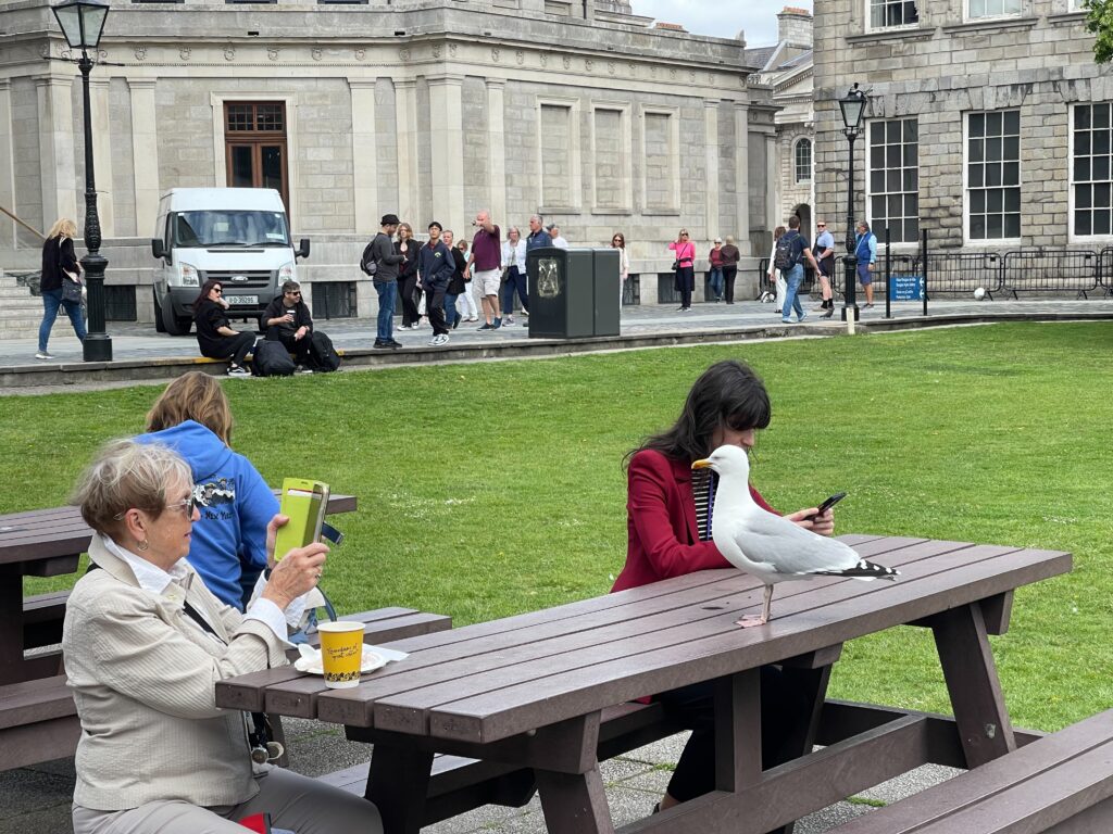 Deux personnées attablée dans le parc du Trinity College, un goëland s'est posé sur la table.